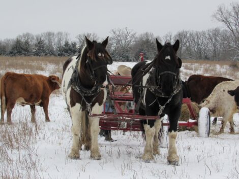 Horses and Cattle in the Snow