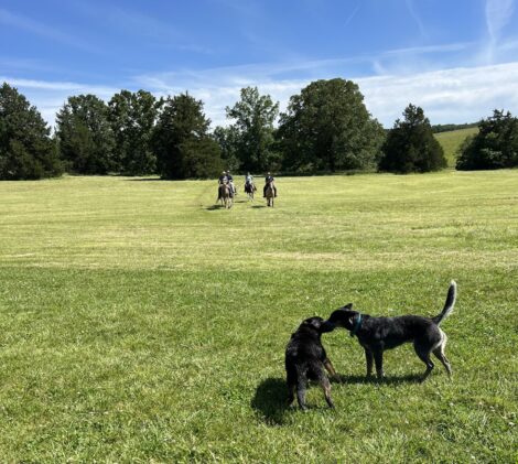 Horseback riders galloping through a pasture with dogs playing in foreground by Susan Manlin Katzman